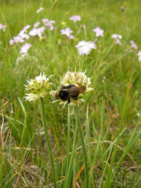 Allium ochroleucum / Aglio giallastro